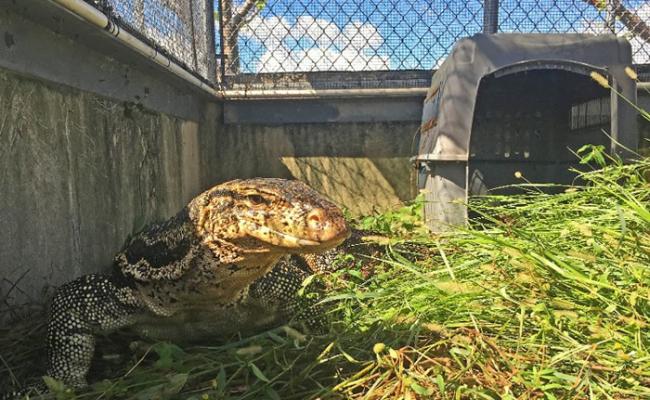 美国佛罗里达州一只亚洲水巨蜥潜逃3个月吓坏居民
