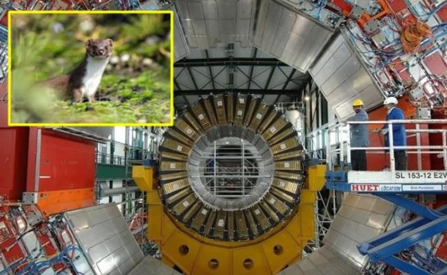 CERN的大型强子对撞机（大图）因为被鼬鼠（小图）咬烂高压电线，导致电力故障需暂停运作待维修。