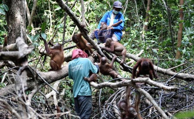 获救的幼小婆罗洲猩猩，在西加里曼丹省设立的收容中心学习生活技能。