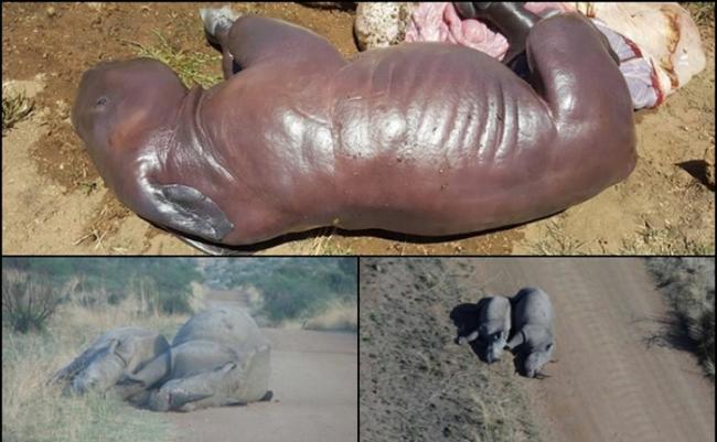 南非一对犀牛母子被杀（左下图及右下图），犀牛妈妈的腹中胎儿（上图）亦死亡。