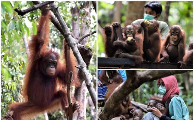 野生婆罗洲猩猩已被列入濒危物种，拯救刻不容缓。