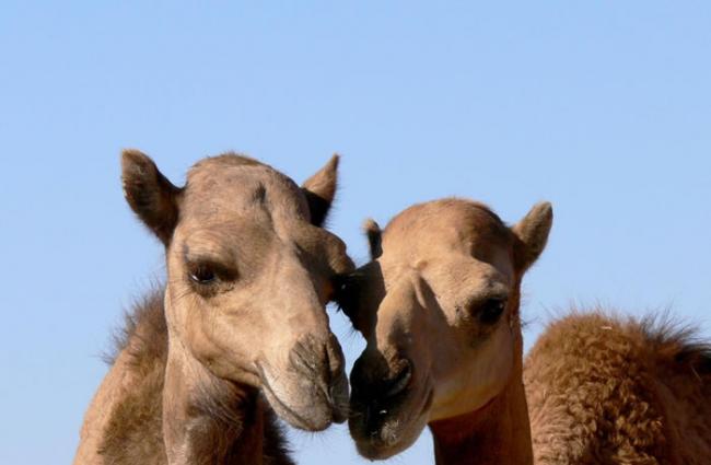 骆驼中的MERS病毒：不同的变异及一种疫苗