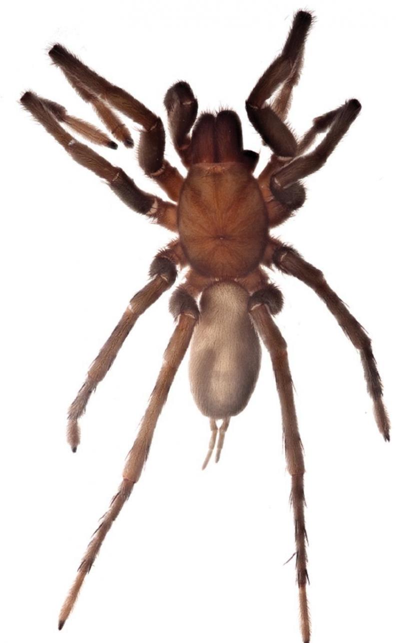 多米尼加共和国东部国家公园塞博洞中发现的盲眼洞穴蜘蛛新物种：特里乔皮尔拉-马德尼。这是鸟蛛的一个近亲，长约15厘米。盲眼洞穴蜘蛛长有功能退化的眼睛。