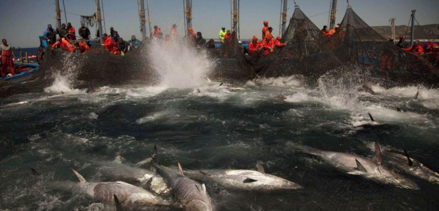 捕鱼组织放宽捕捞数量，或刺激大西洋蓝鳍吞拿鱼的非法捕捞活动。