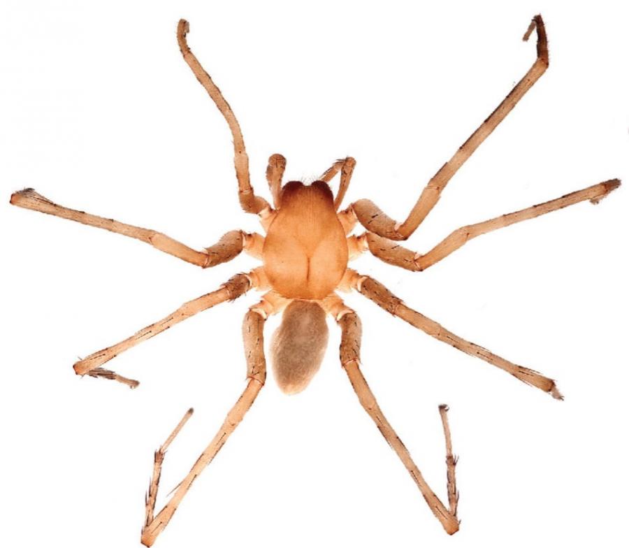 多米尼加共和国东部国家公园塞博洞中发现的盲眼洞穴蜘蛛新物种：西巴-塞博。