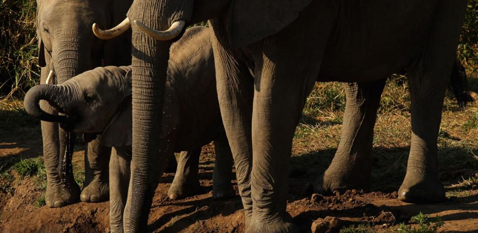 非洲象可能在10至20年内灭绝