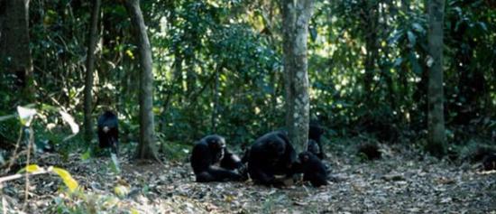 一群黑猩猩正在用石头敲打坚果