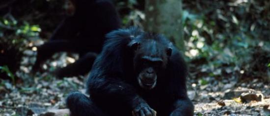黑猩猩使用石头作为工具已经几千年的历史