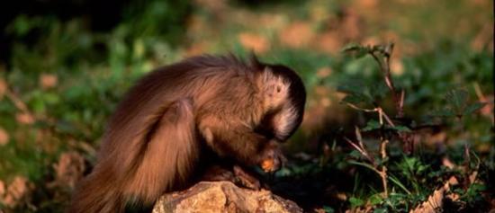 南美洲的卷尾猴已经学会了怎么使用石头工具
