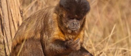 一只黑卷尾猴正在吃已经敲好的坚果