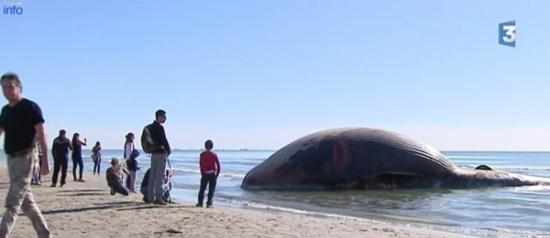 法国海滨沿岸惊现“鲸鱼炸弹”搁浅 尸体不断肿胀随时要爆