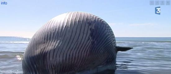 法国海滨沿岸惊现“鲸鱼炸弹”搁浅 尸体不断肿胀随时要爆