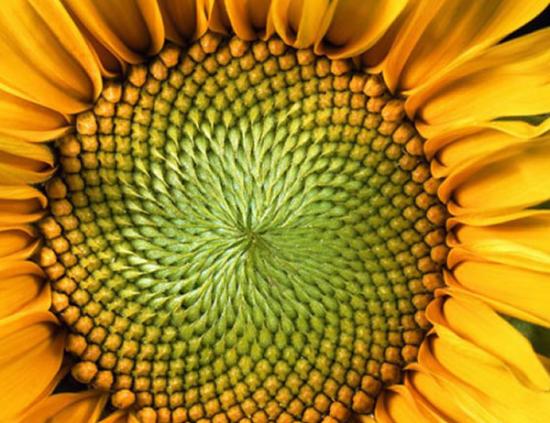 向日葵小花螺旋形状存在斐波那契数列