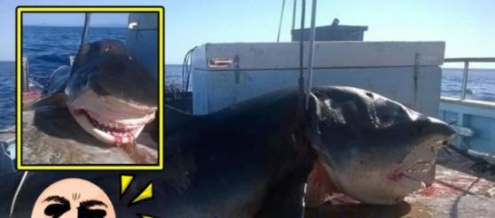 巨无霸虎鲨据指在新南威尔士省对开捕获