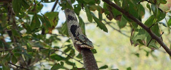 蛇吞蛇：赞比亚国家公园一条藤蛇试图吞食一条非洲树蛇