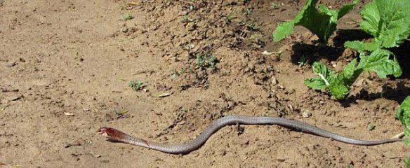 蛇吞蛇：赞比亚国家公园一条藤蛇试图吞食一条非洲树蛇