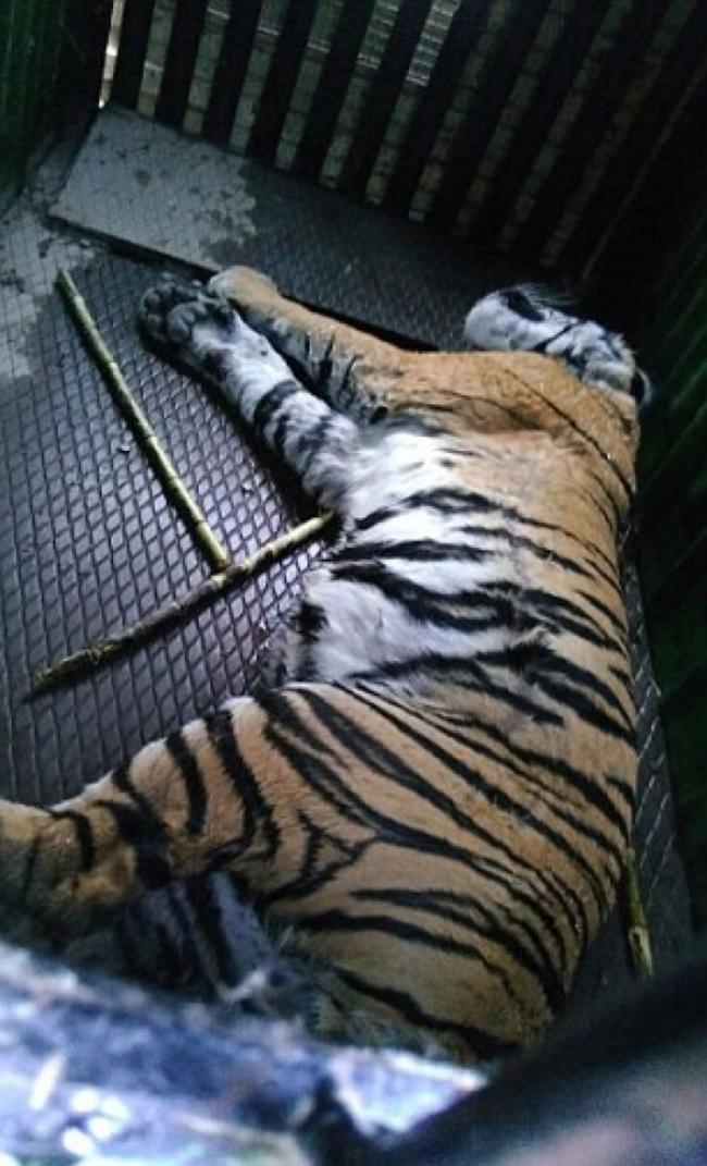 老虎被关入笼内。