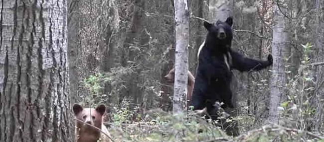 加拿大猎人因偷拍带小熊的母熊惨被追杀