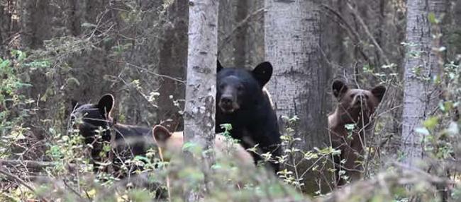 加拿大猎人因偷拍带小熊的母熊惨被追杀