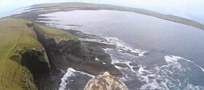 英国苏格兰白尾海雕身披戴带有摄录机的特制背心翱翔天际