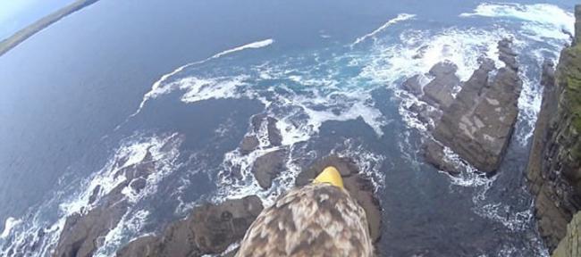 英国苏格兰白尾海雕身披戴带有摄录机的特制背心翱翔天际