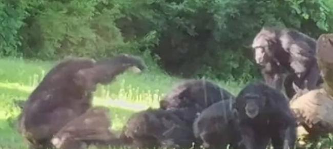 美国堪萨斯州动物园同类相残 猩猩遭推下树围殴至死