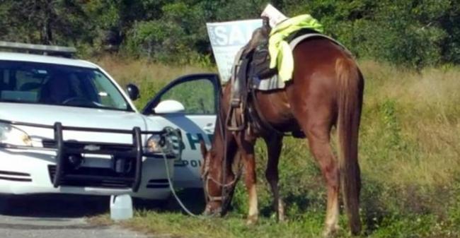 美国佛罗里达州女子酒后骑马被警察截停控“醉骑”