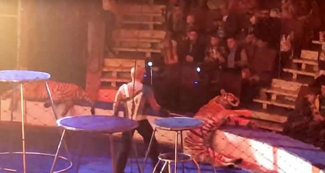 俄罗斯马戏团老虎表演期间晕倒 驯兽师强行拖走淋冰水惹议