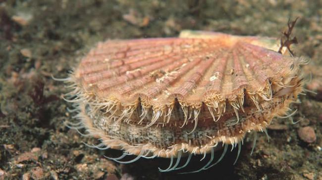 巨海扇蛤（Pecten maximus）是具有高经济价值的软体动物，如今科学家发现它们可以吸收数十亿的塑胶微粒。 PHOTOGRAPH BY AGE FOTOS