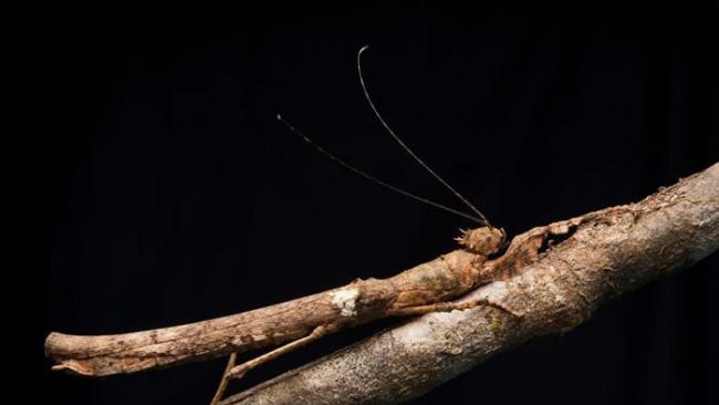马来西亚婆罗洲，一只竹节虫伪装成树枝的模样。 PHOTOGRAPH BY CH’IEN LEE, NATIONAL GEOGRAPHIC
