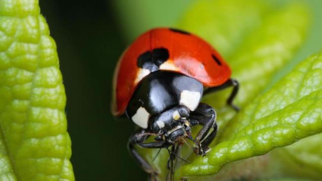 一只瓢虫正在捕时某种以农作物为食的蚜虫。 PHOTOGRAPH BY GEORGE GRALL, NATIONAL GEOGRAPHIC