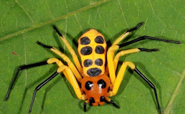 云南西双版纳热带植物园发现新品种蜘蛛――先导板蟹蛛（Platythomisus xiandao）