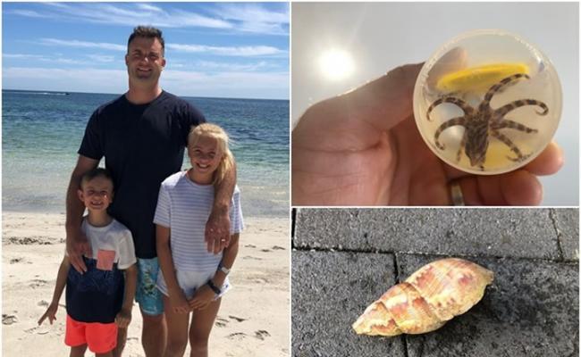 澳洲小女孩送给父亲的贝壳中藏了两只毒性猛烈的蓝环章鱼