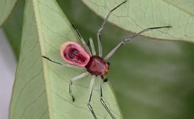 云南西双版纳热带植物园发现新品种蜘蛛――先导板蟹蛛（Platythomisus xiandao）