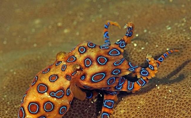 蓝圈章鱼毒性猛烈、被啮咬后可致死。