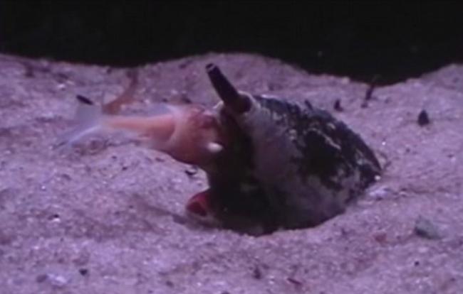 地纹芋螺（Conus Geographus）以迅雷不及掩耳的速度张开大口吞下一条鱼
