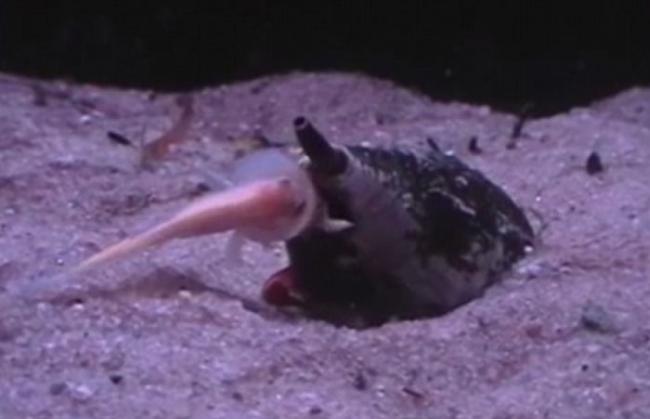 地纹芋螺（Conus Geographus）以迅雷不及掩耳的速度张开大口吞下一条鱼