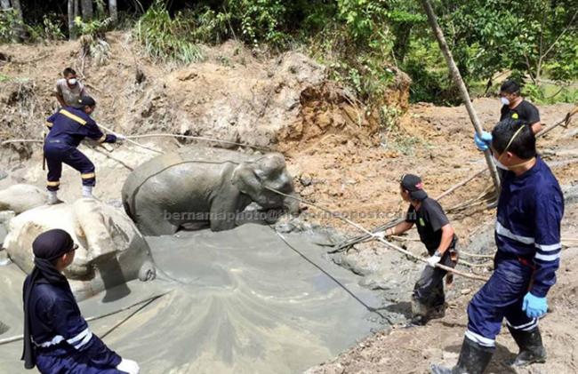 沙巴有多只大象因困身泥泞而丧命。