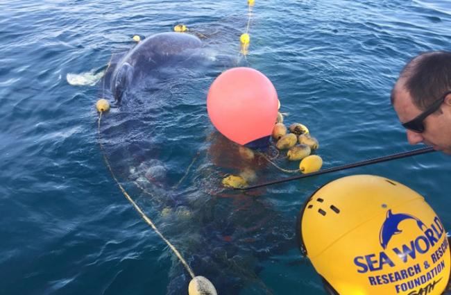 救援人员努力解救被困的幼鲸。