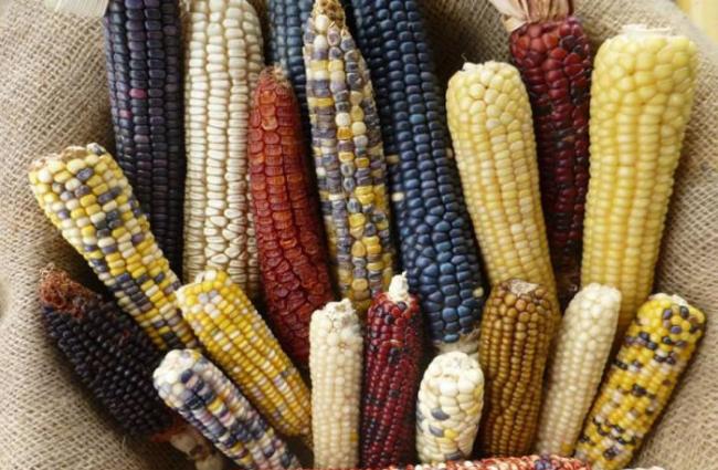 研究指古代农夫选择在高海拔地区开展玉米农业种植