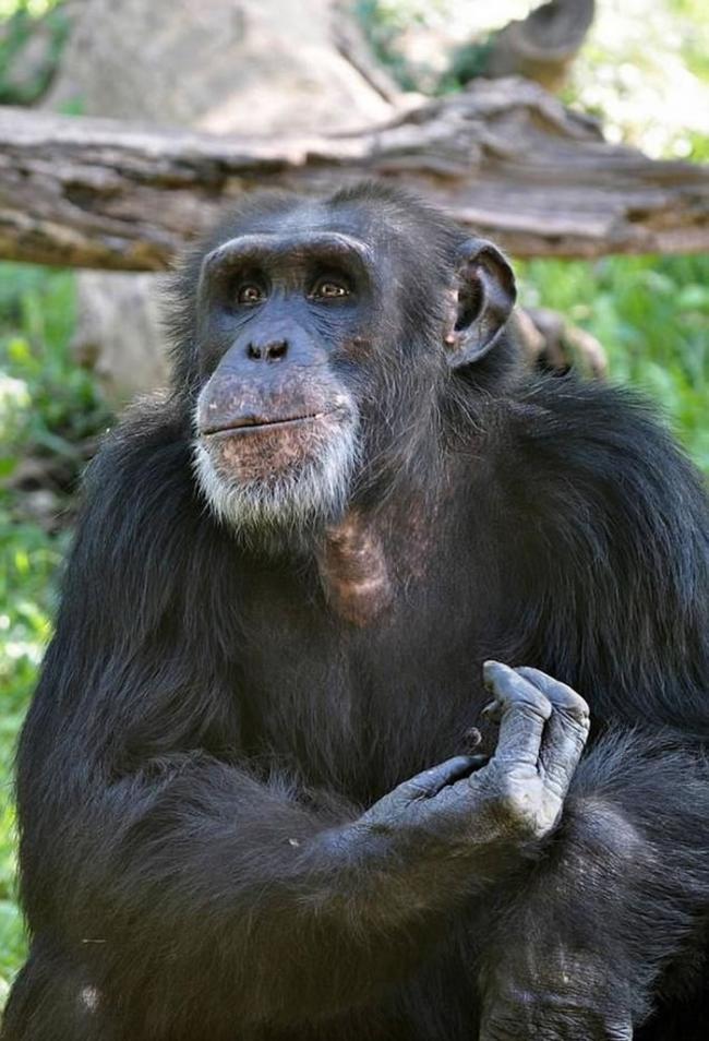 美国堪萨斯州动物园同类相残 猩猩遭推下树围殴至死