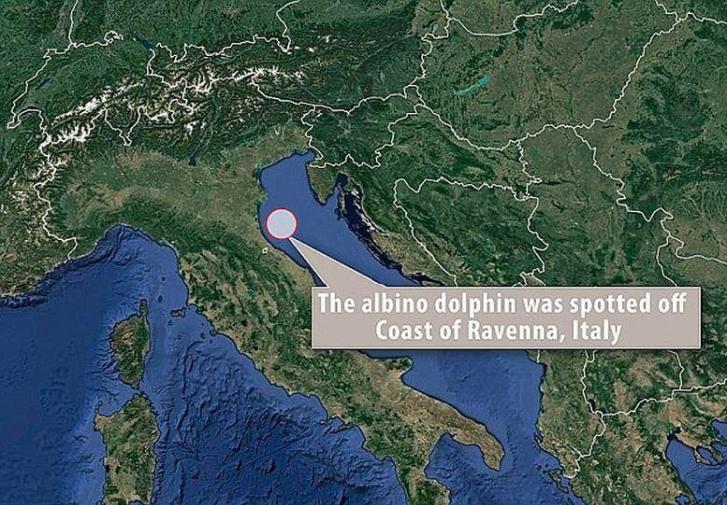 地中海海岸发现罕见珍稀白化海豚