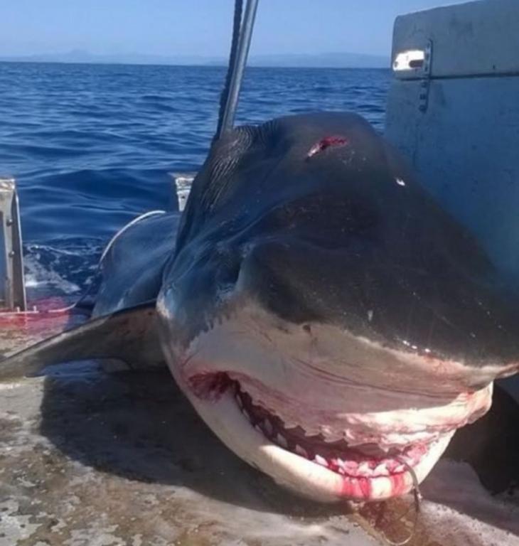 巨鲨的血盘大口十分吓人