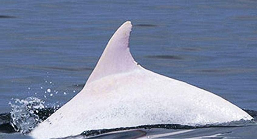 地中海海岸发现罕见珍稀白化海豚
