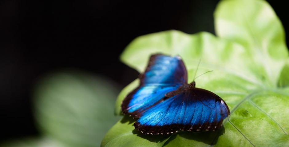 热带蓝闪蝶发出的蓝光可以帮助它与同类交流。（CHRISTIAN RICHTER）