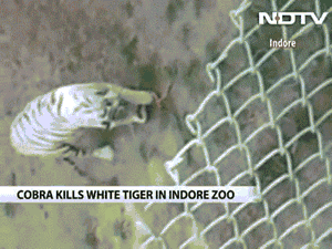 （神秘的地球报道）当地时间2014年12月27日，印度印多尔，印多尔动物园内一头三岁大的白虎与眼镜蛇发生争斗，白虎被眼镜蛇咬后死亡，眼镜蛇受伤。