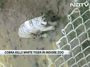 印度印多尔动物园三岁大白老虎与眼镜蛇发生争斗被咬毒死