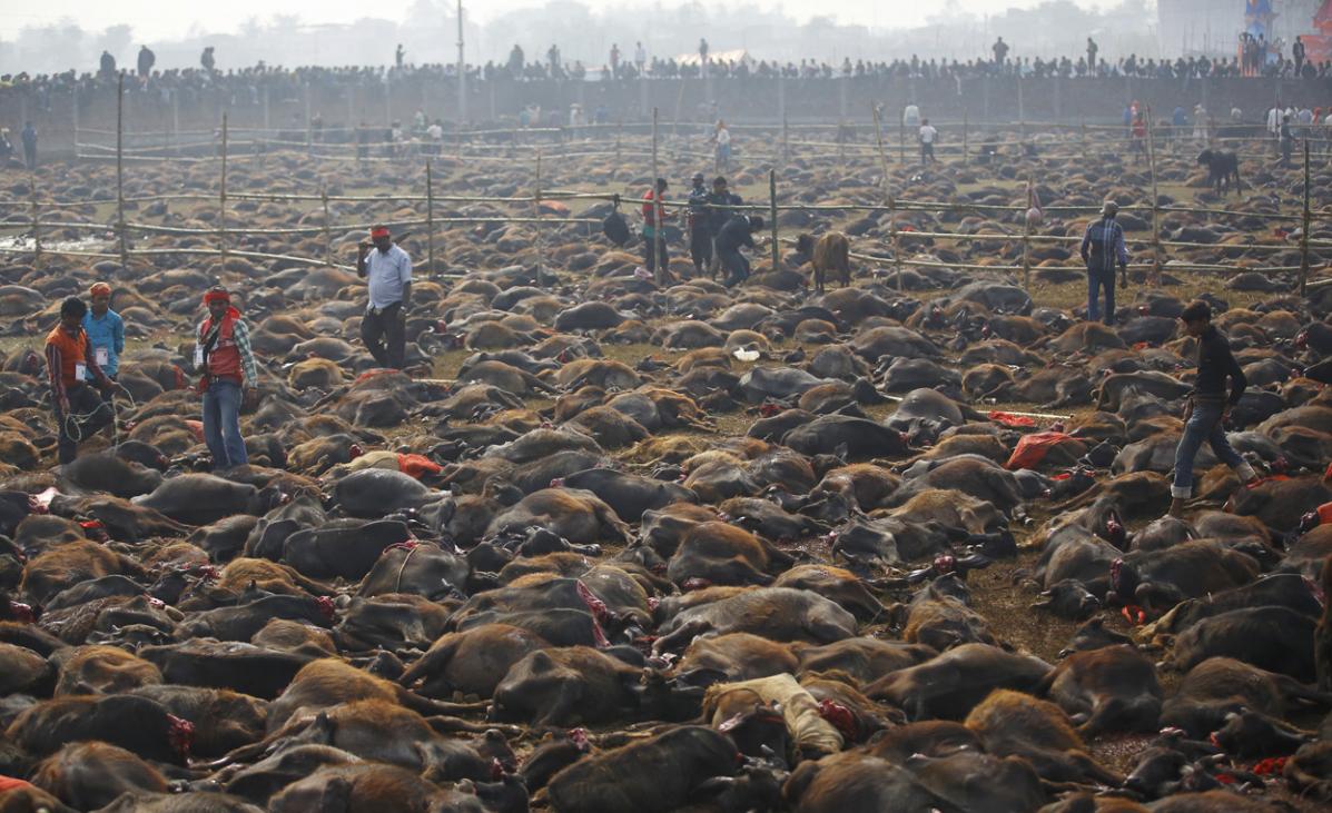 尼泊尔村庄坚持举行5年一度的宰杀动物庆典 数十万动物被残杀