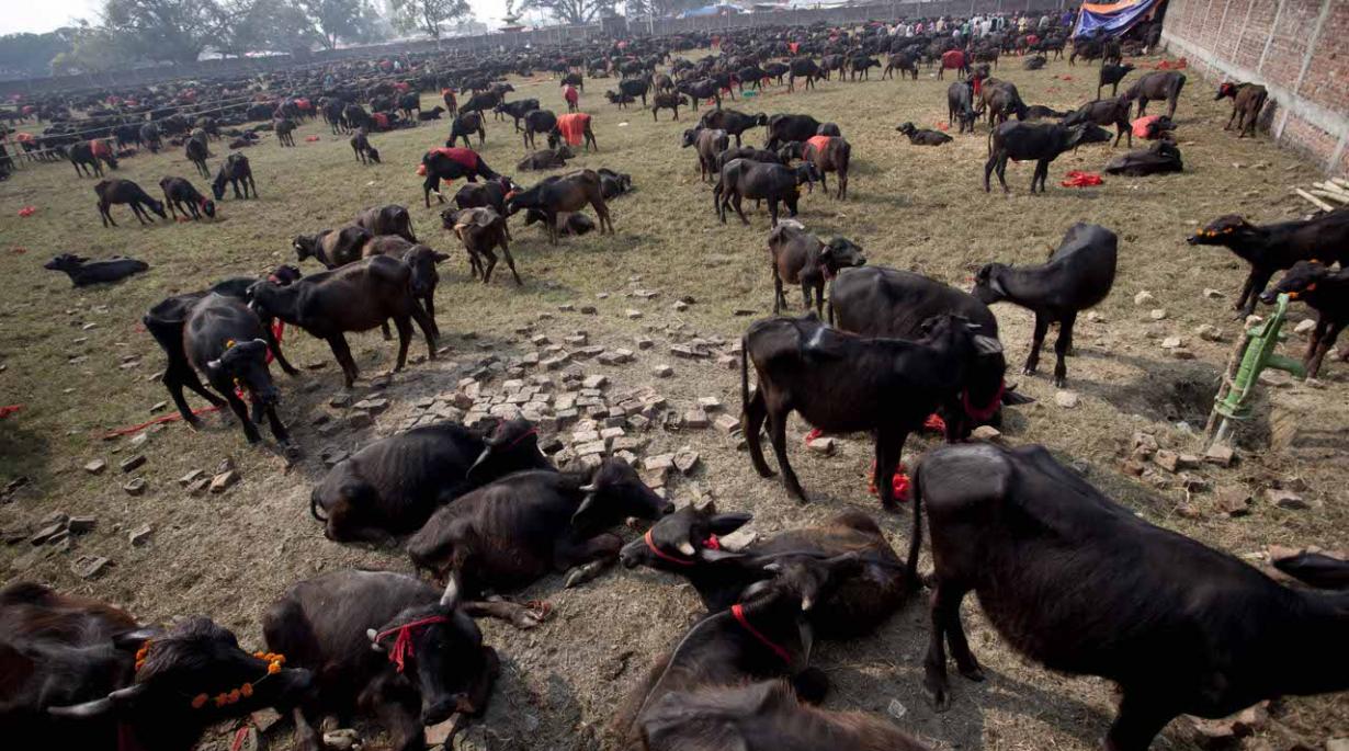 尼泊尔村庄坚持举行5年一度的宰杀动物庆典 数十万动物被残杀