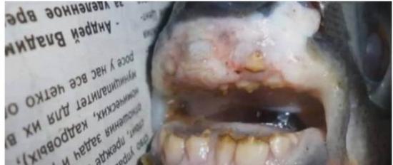 俄罗斯一名渔夫捕到有整排人类牙齿的怖恐怪鱼